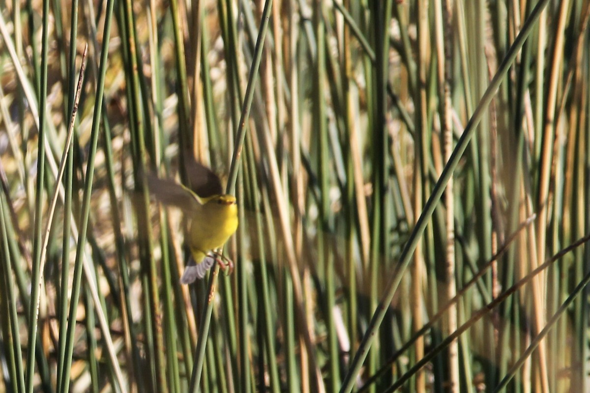 Wilson's Warbler - ML265286061