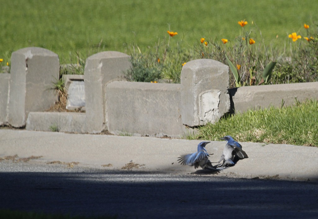 California Scrub-Jay - ML265286551