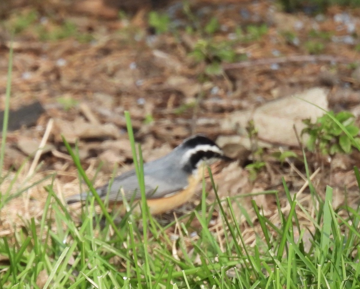 Red-breasted Nuthatch - ML265288871