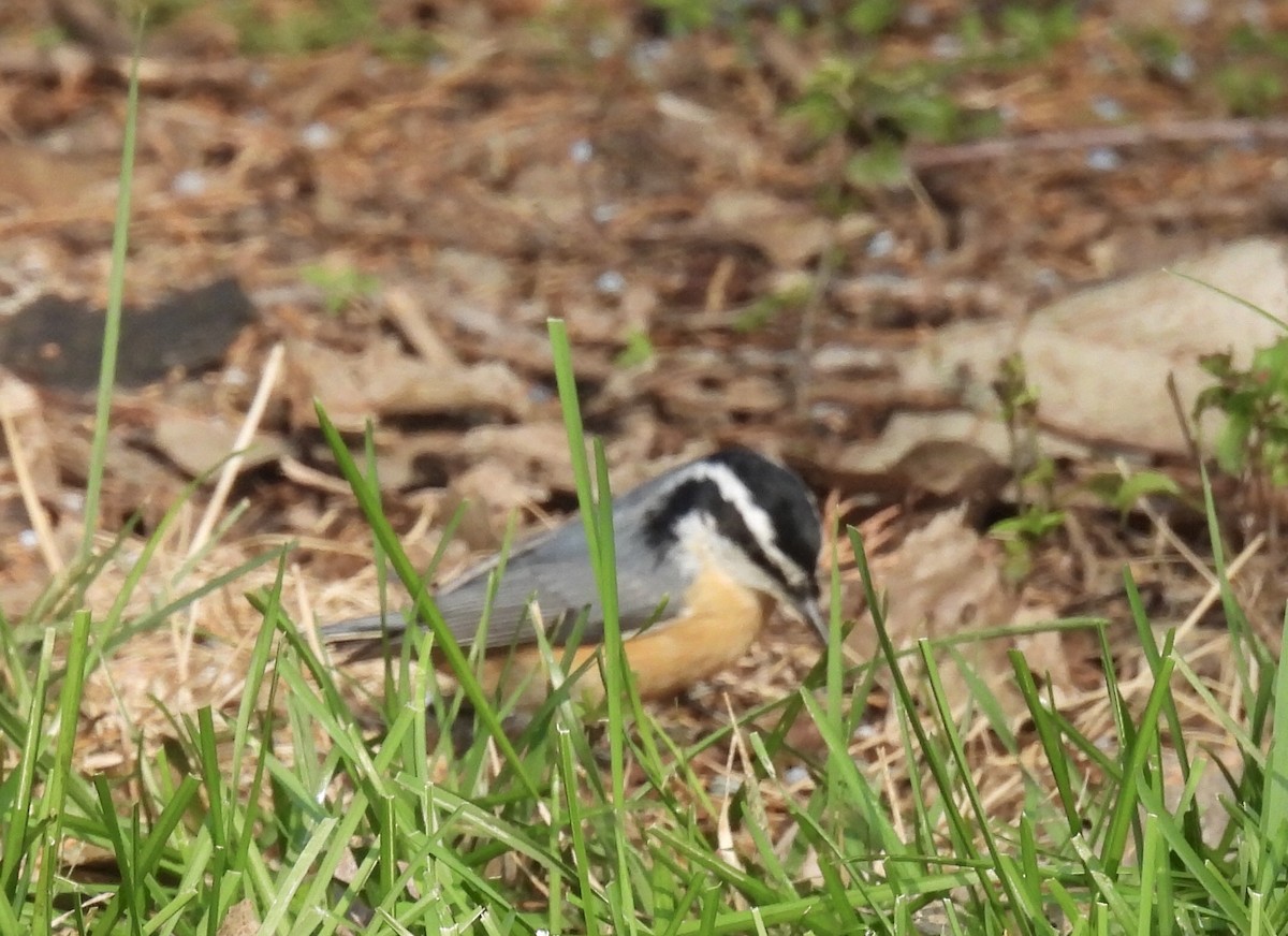 Red-breasted Nuthatch - ML265288891