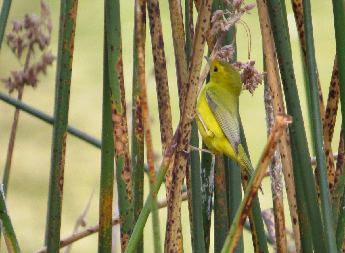 Wilson's Warbler - Petra Clayton