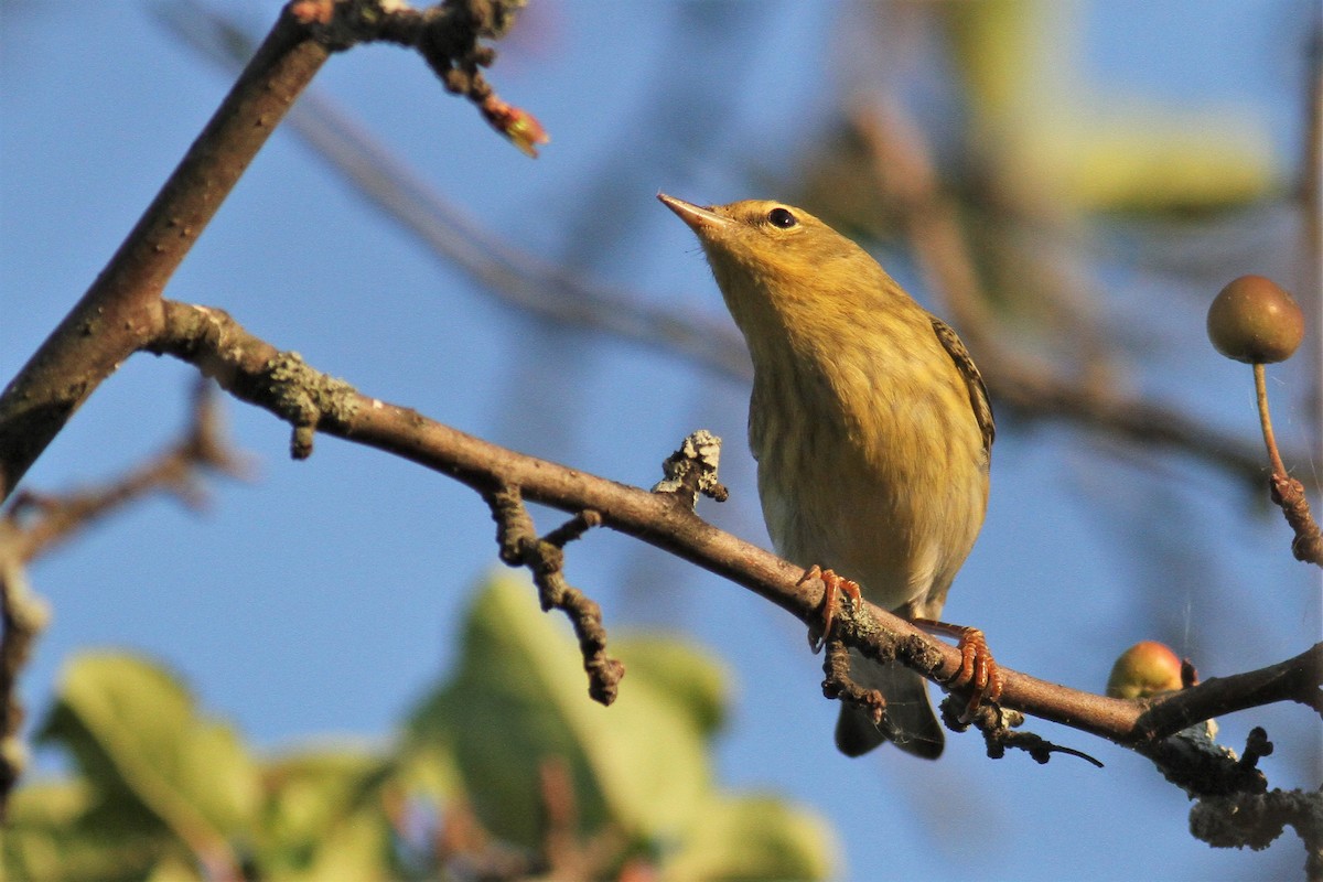 Blackpoll Warbler - ML265291561