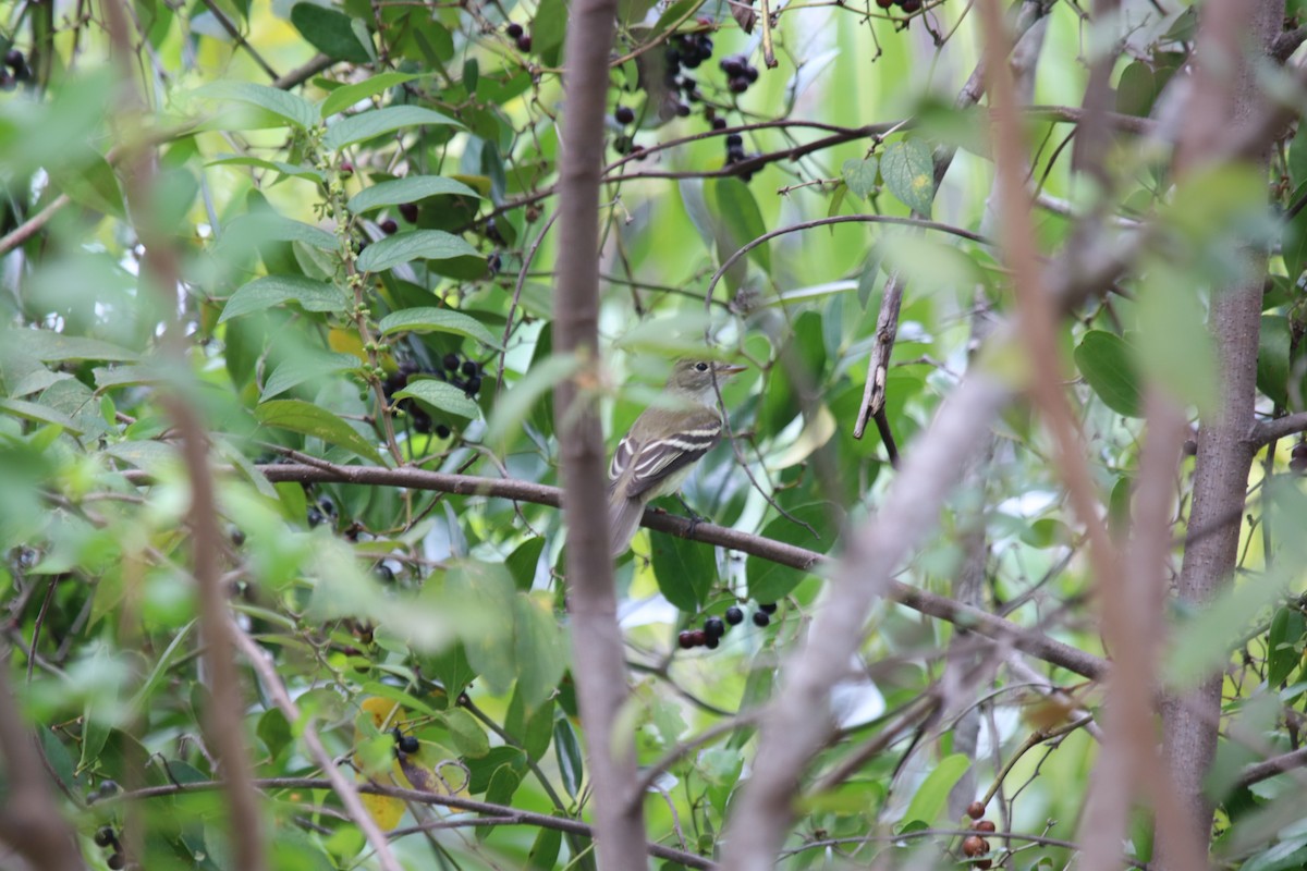 Alder Flycatcher - Hans Gonzembach