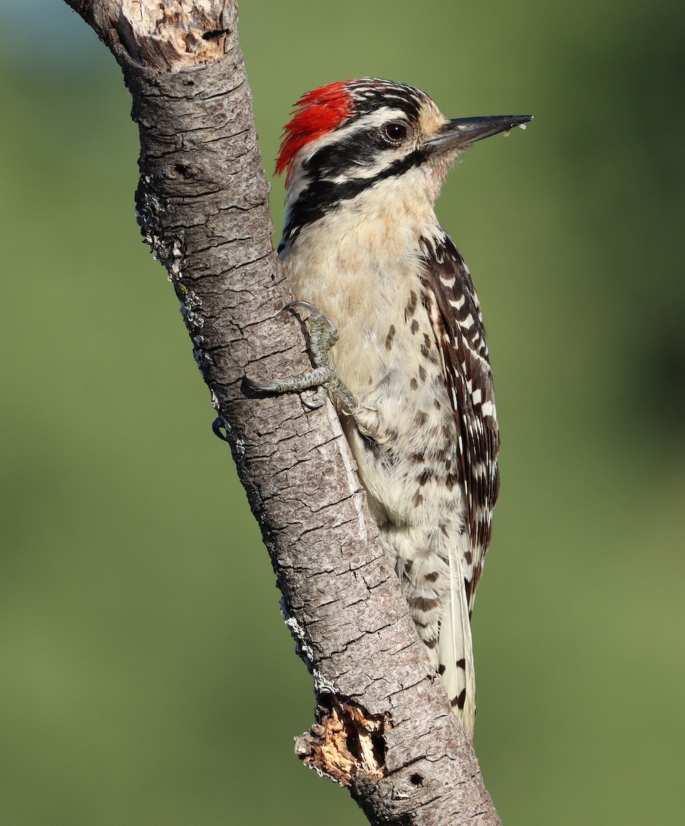 Nuttall's Woodpecker - Steve Tucker