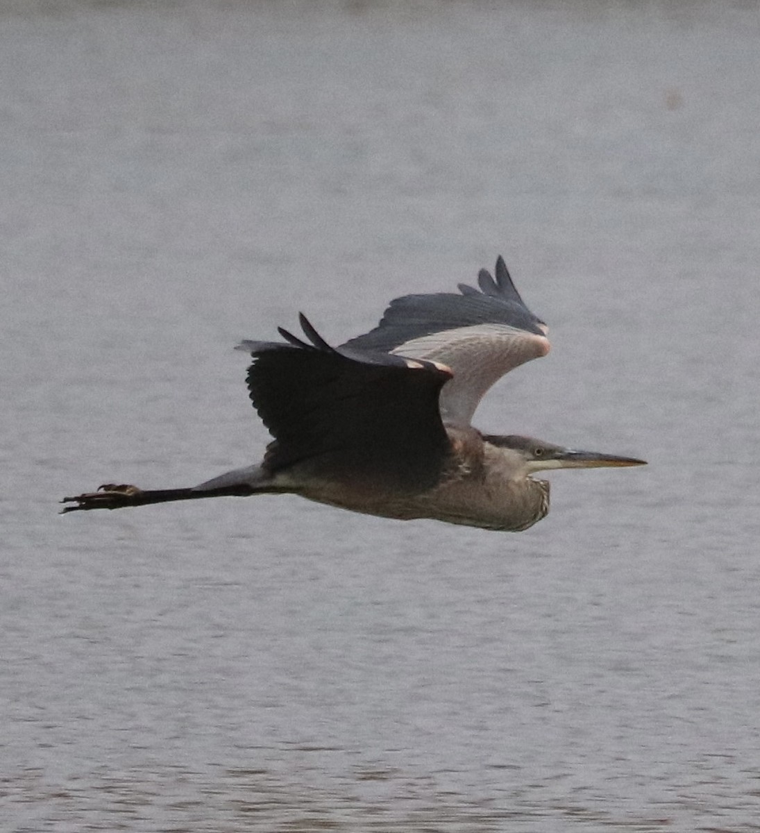 Great Blue Heron - ML265293991