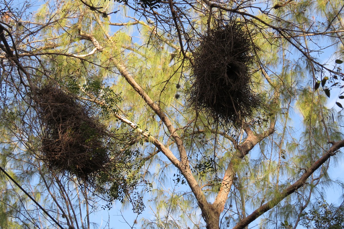 תוכי נזירי - ML26529601