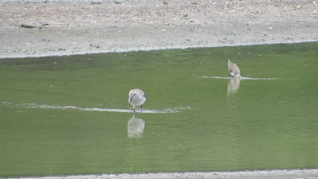 Red Knot - ML265297161