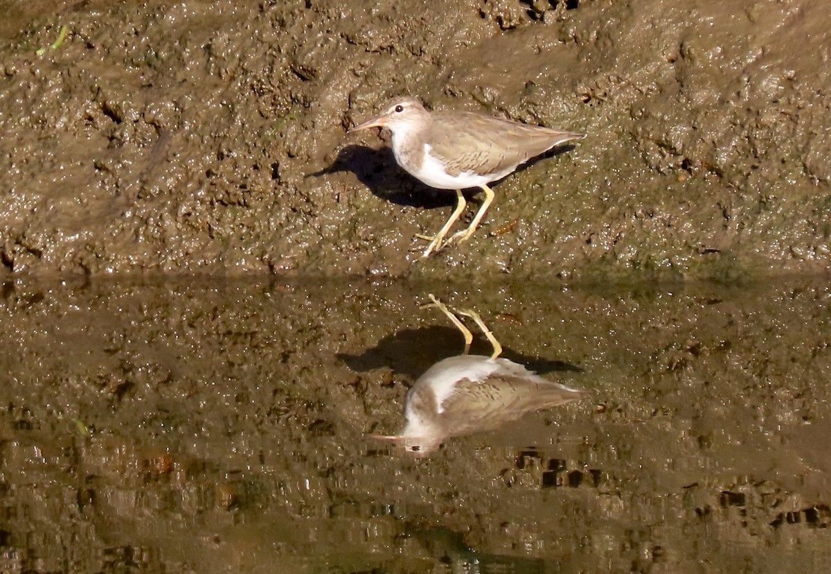 Spotted Sandpiper - ML265297331