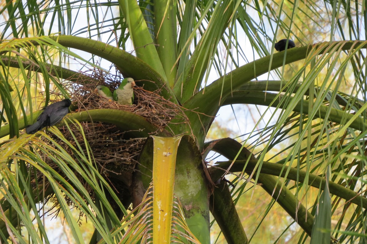 Monk Parakeet - Dan Scheiman