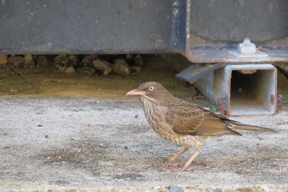 Pearly-eyed Thrasher - Dan Scheiman