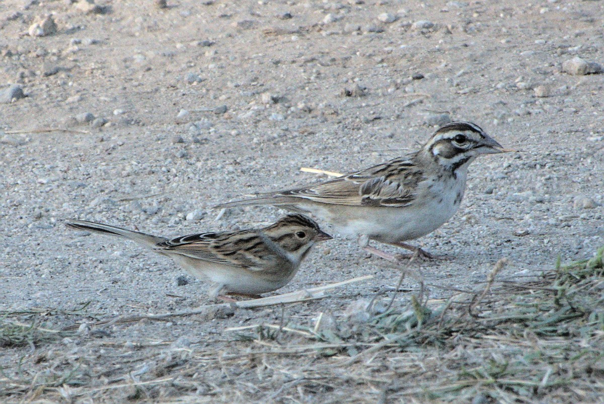 Clay-colored Sparrow - ML265298121