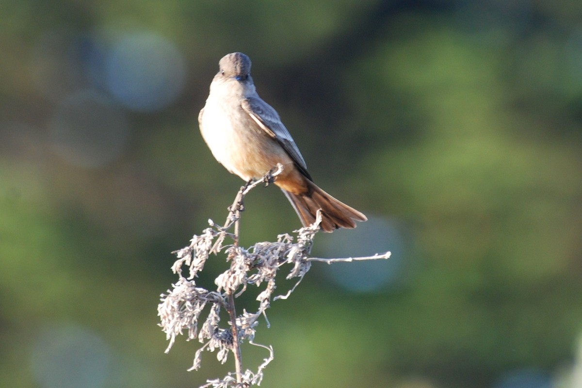 Say's Phoebe - Michael I Christie