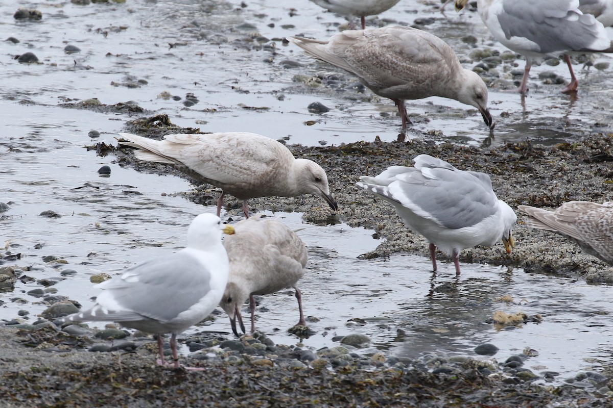 Larus sp. - Liam Singh