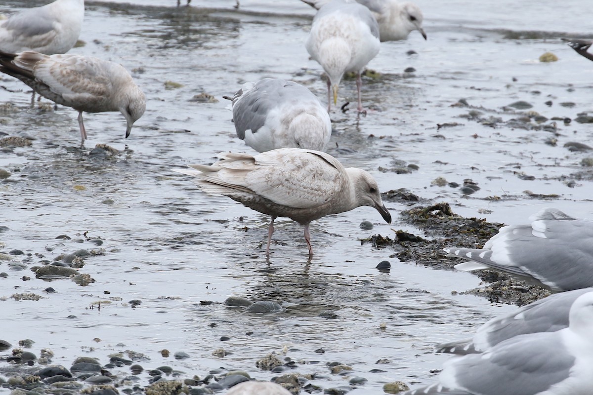 goéland sp. (Larus sp.) - ML265306361