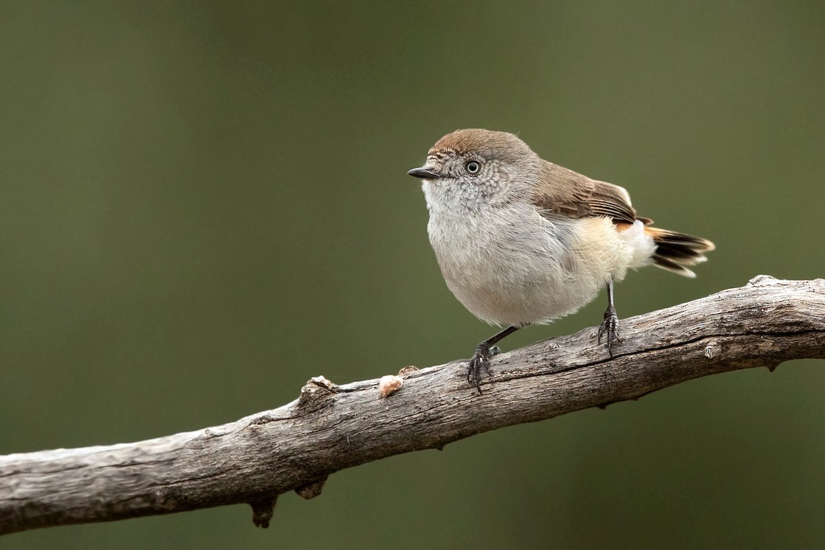 Chestnut-rumped Thornbill - David Irving