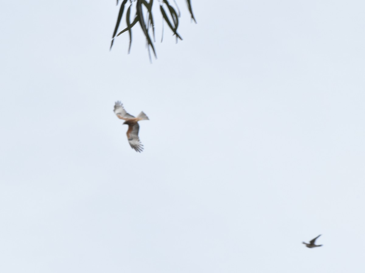 Square-tailed Kite - ML265310051