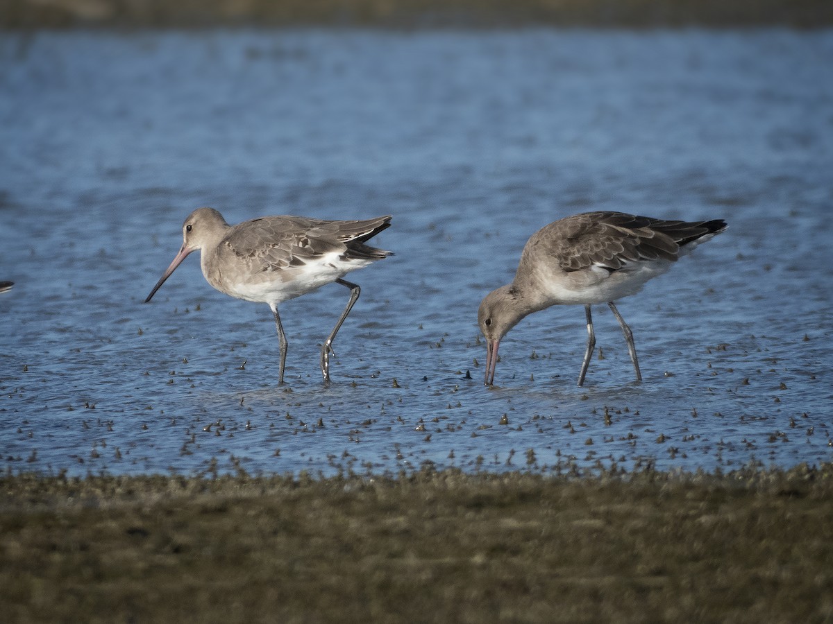 Black-tailed Godwit - ML265310111