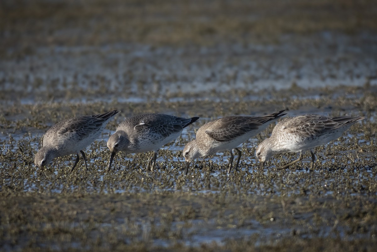 Red Knot - ML265310171