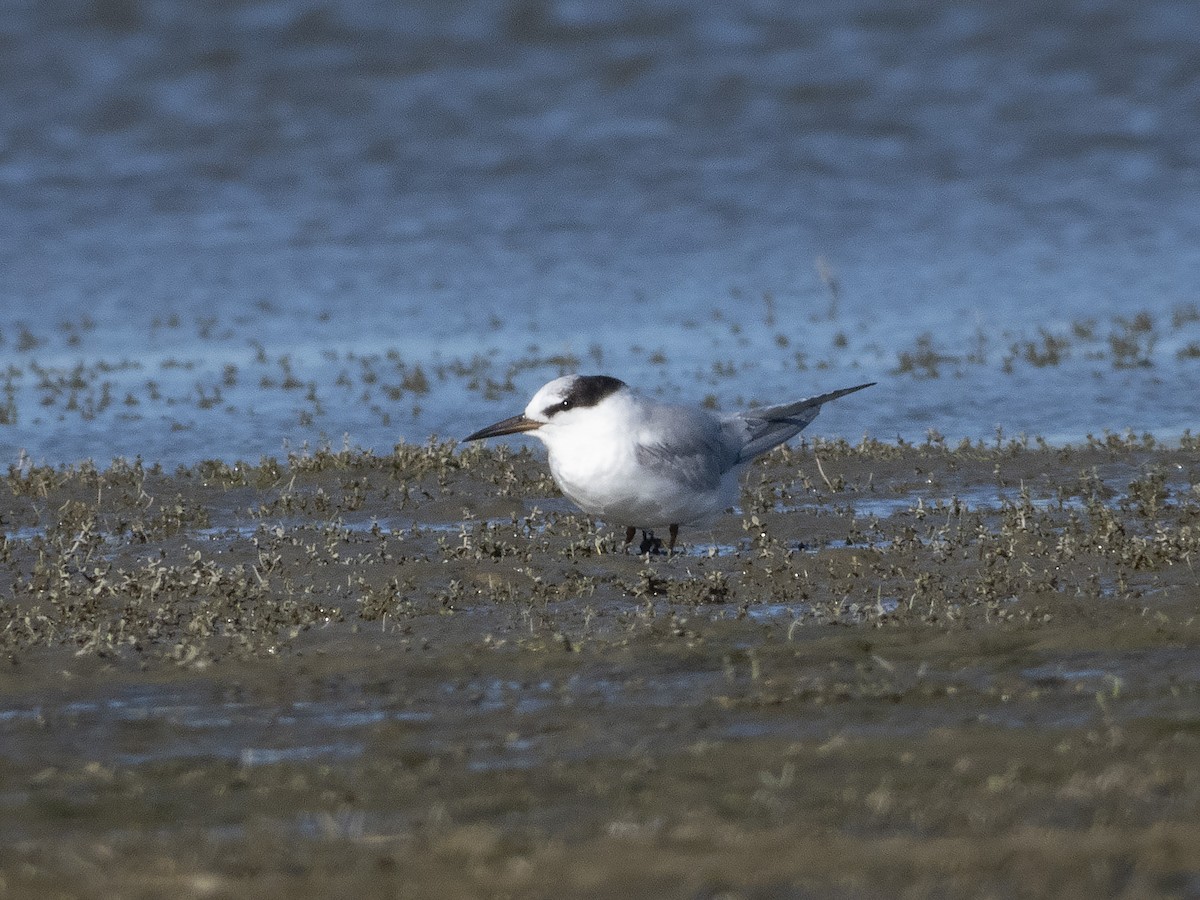 Little Tern - ML265310241