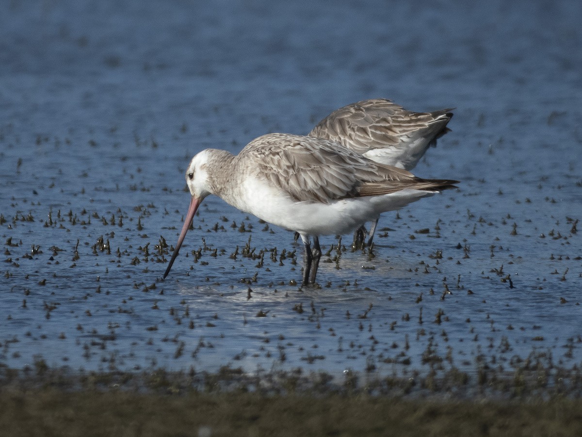 Bar-tailed Godwit - Adam Colley