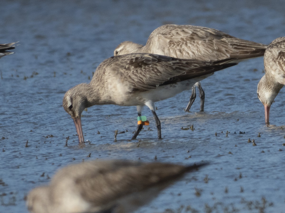 Bar-tailed Godwit - ML265310301