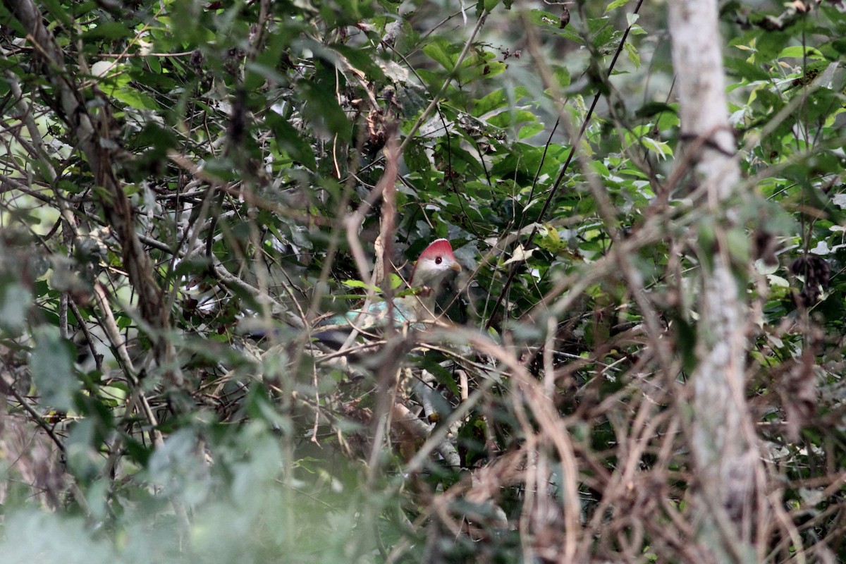 Red-crested Turaco - ML265311511