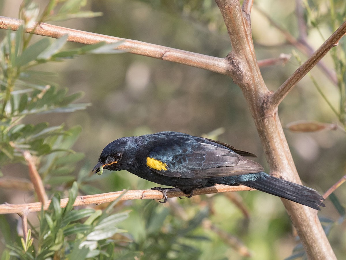 Black Cuckooshrike - Bruce Ward-Smith