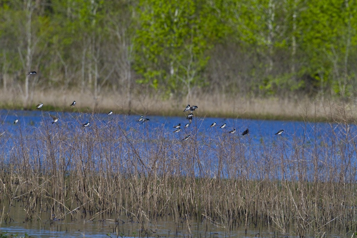 Tree Swallow - ML26531391