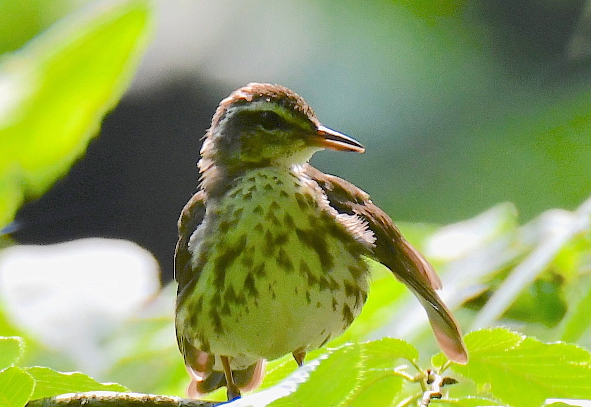 Louisiana Waterthrush - ML265314351