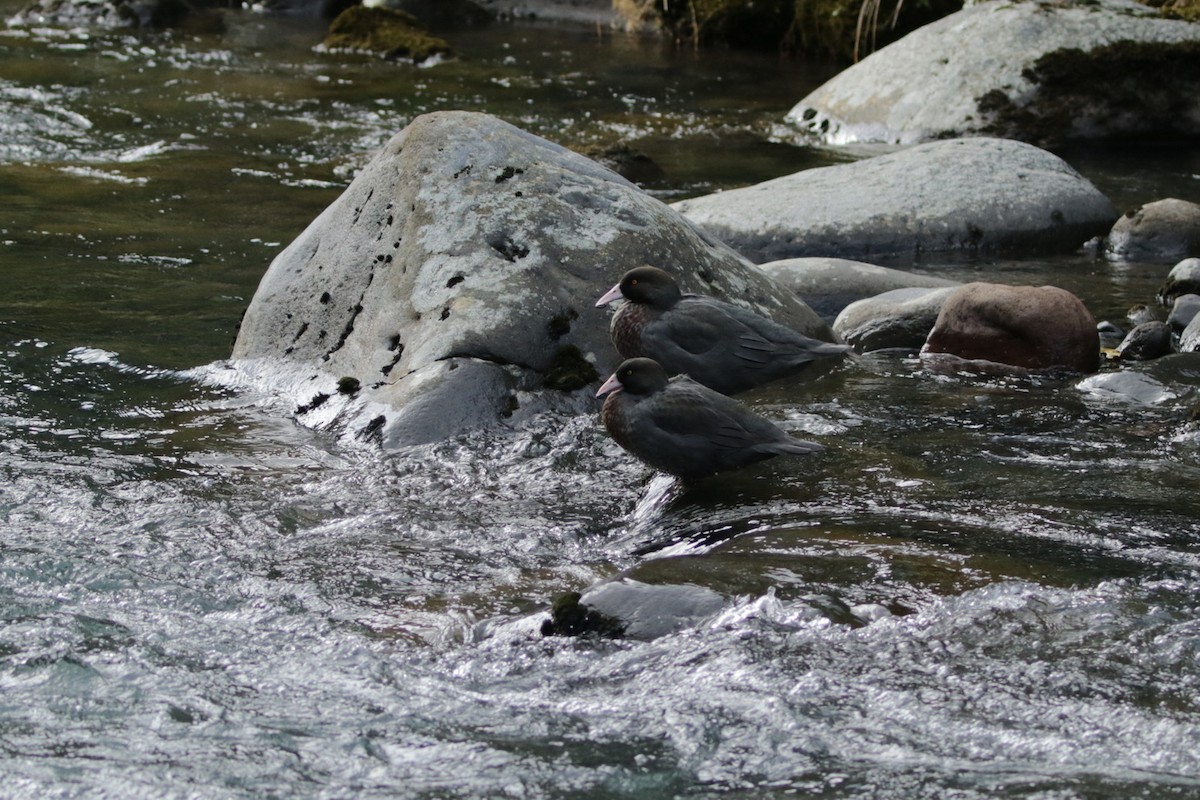 Blue Duck - ML265314621