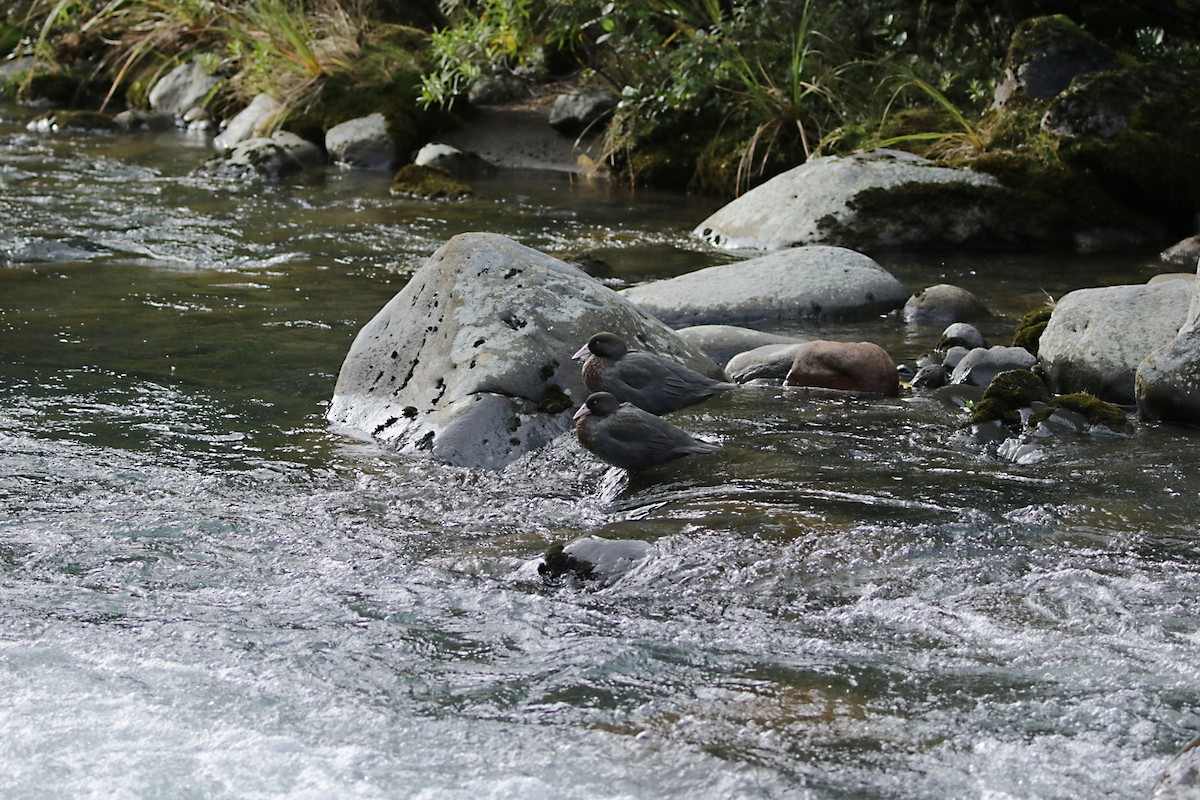 Blue Duck - ML265314631