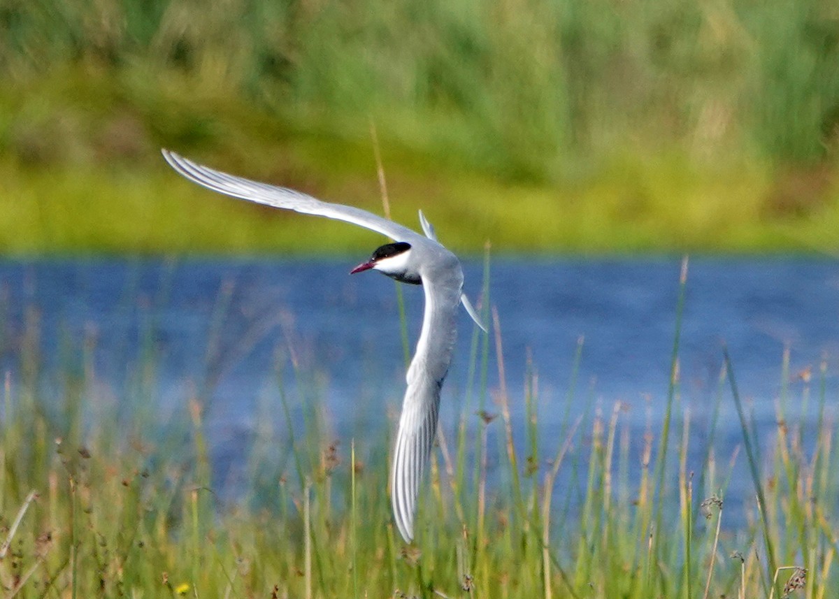 Whiskered Tern - ML265314811