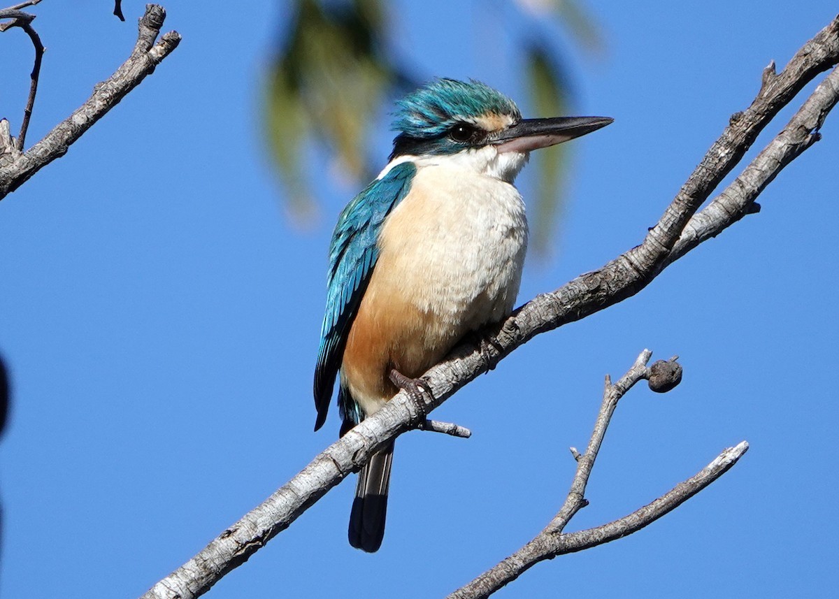Sacred Kingfisher - ML265314891