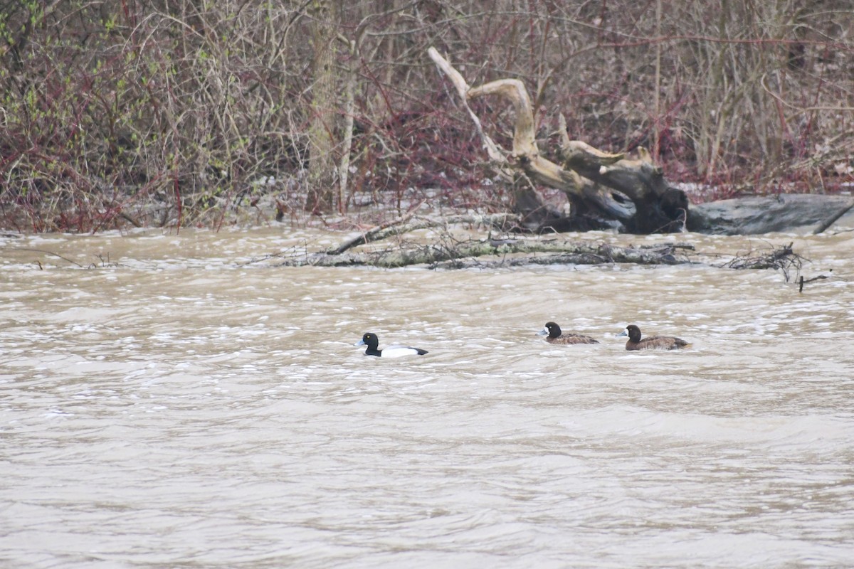 Greater Scaup - ML265315911