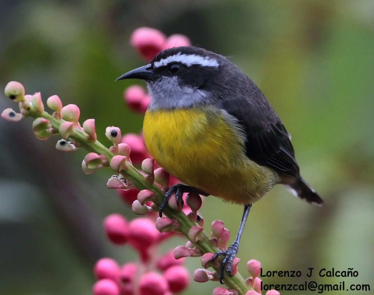 Bananaquit - ML265317271