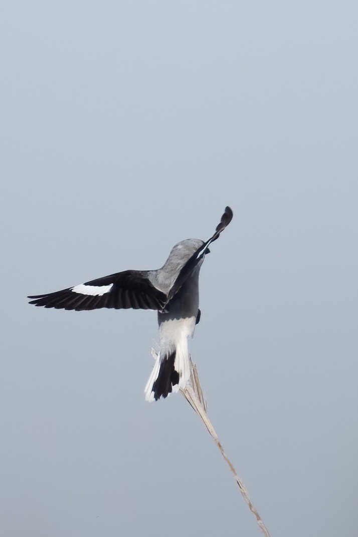 Lesser Gray Shrike - ML265317431