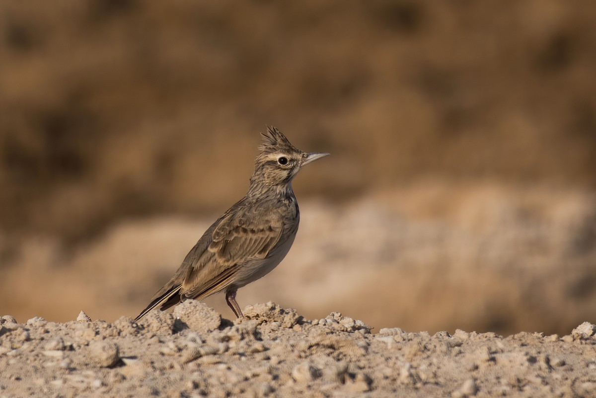 Crested Lark - ML265317441