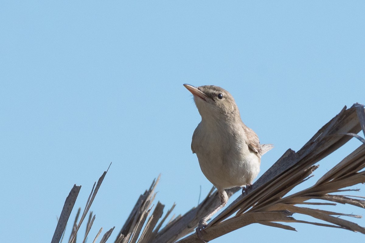 Eastern Olivaceous Warbler - ML265317461