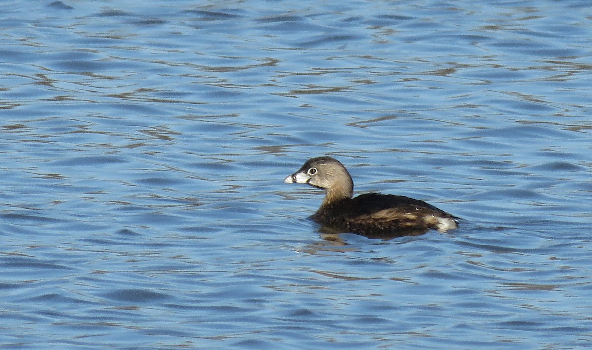 Pied-billed Grebe - ML26531751