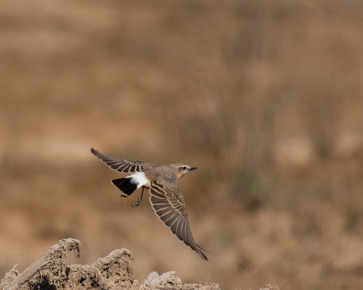 Isabelline Wheatear - ML265317541