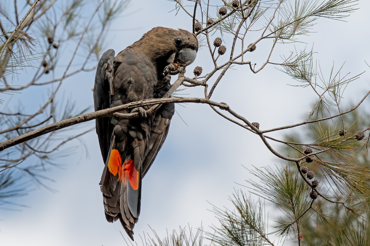 Glossy Black-Cockatoo - ML265319331