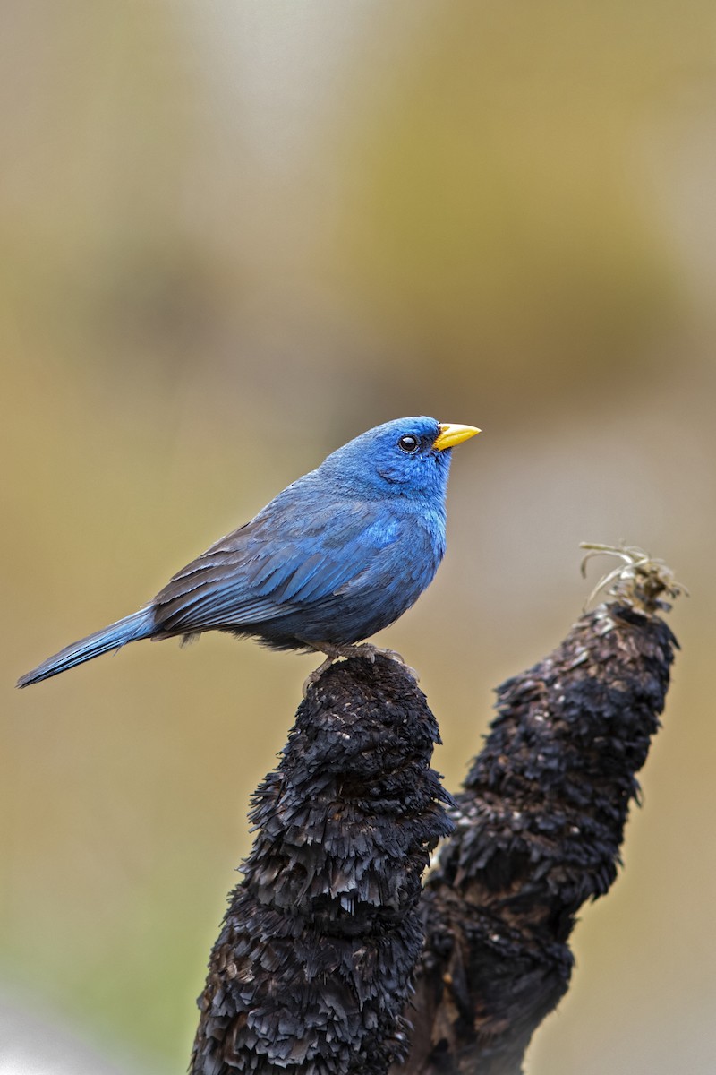 Blue Finch - ML265319461