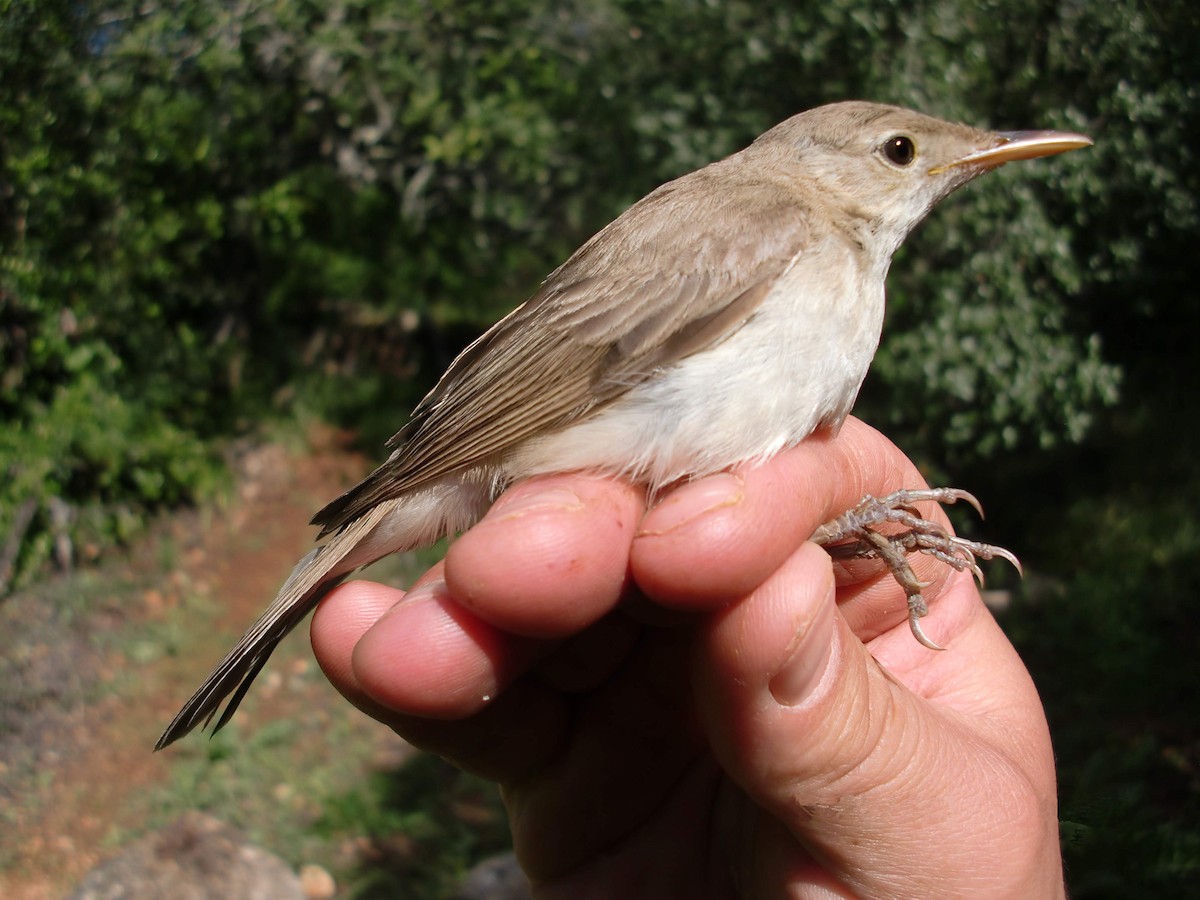 Western Olivaceous Warbler - ML265319661