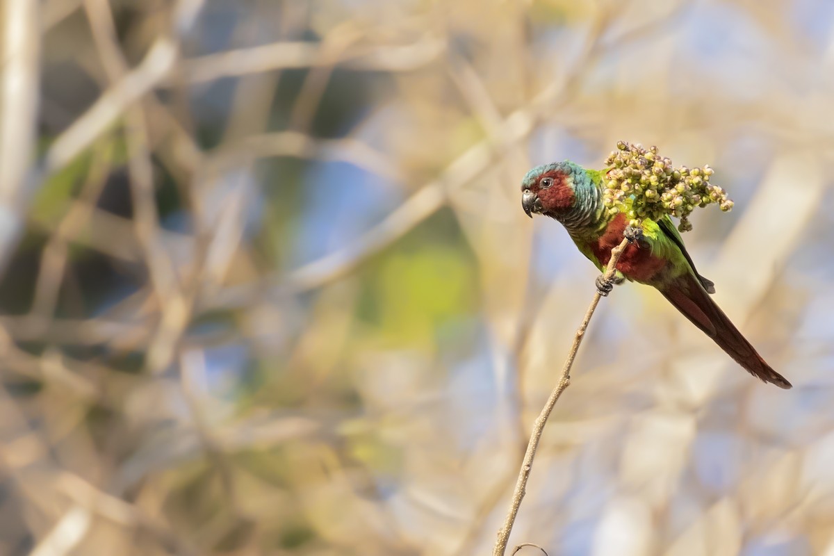 Pfrimer's Parakeet - ML265319731