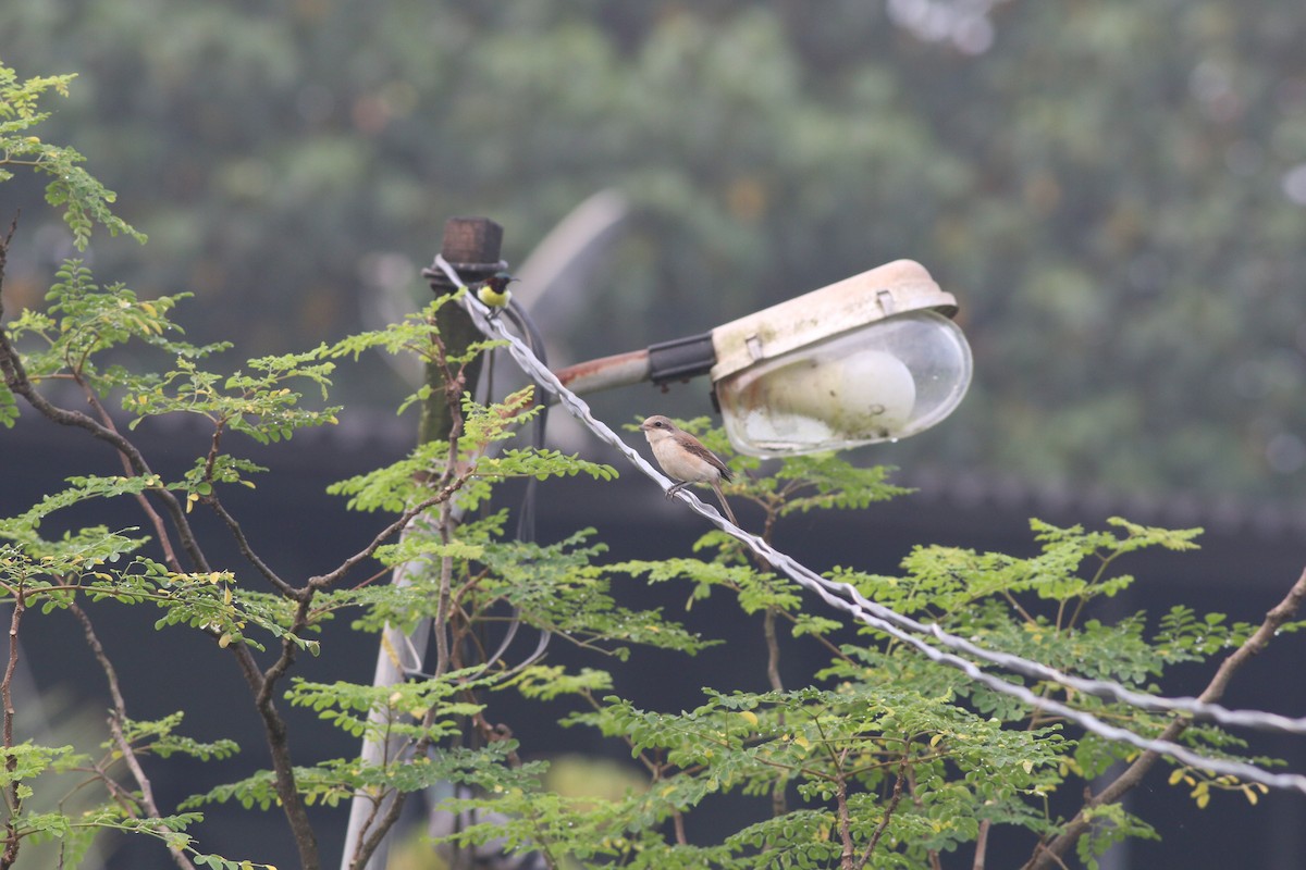 Long-tailed Shrike - ML265319911