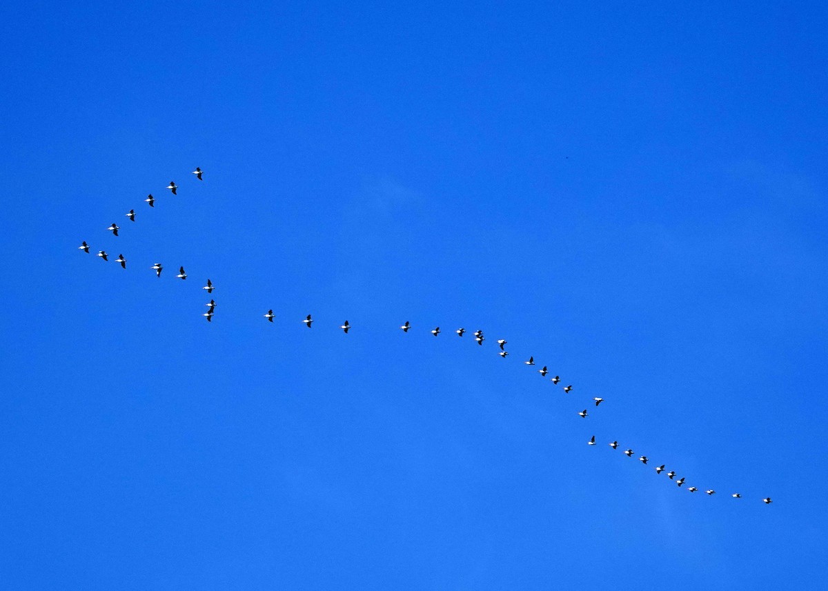 American White Pelican - jerry pruett
