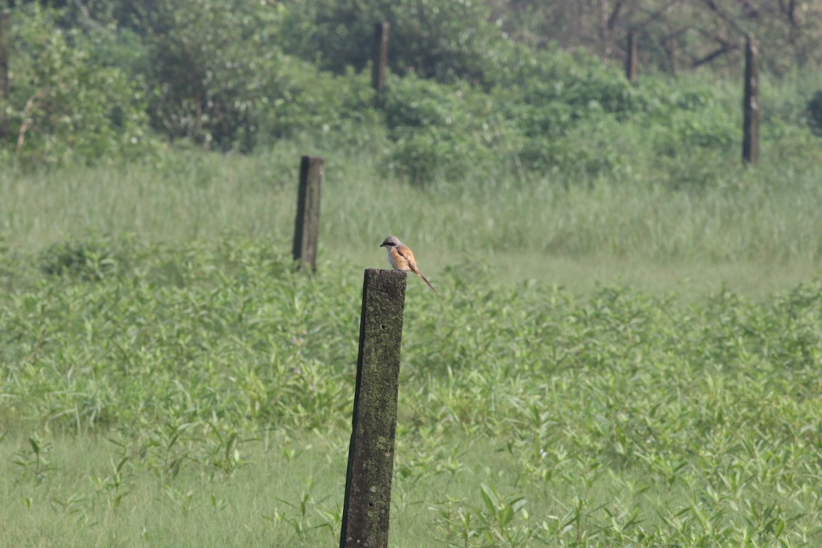 Long-tailed Shrike - ML265320161