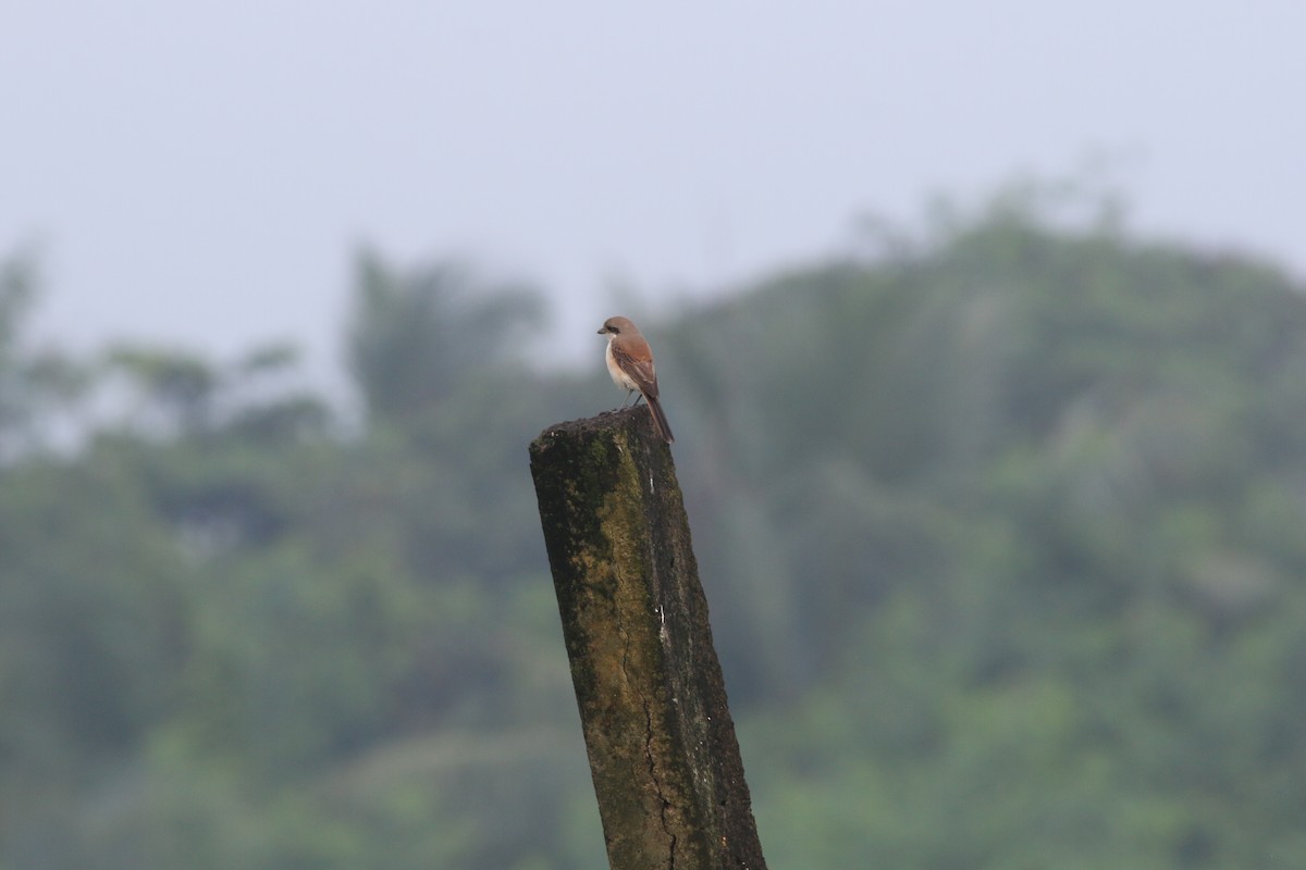 Long-tailed Shrike - ML265320171