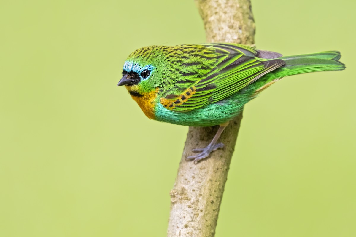 Brassy-breasted Tanager - ML265321751