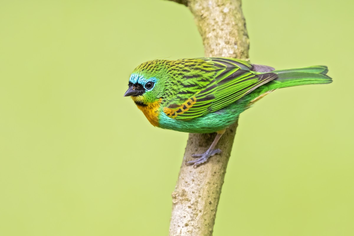 Brassy-breasted Tanager - ML265321761